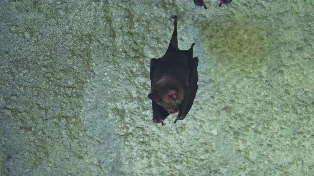 East Asian tailless leaf-nosed bat Taiwan
