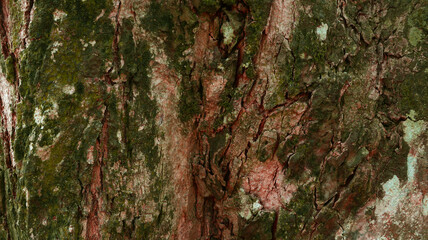 Weathered and mossy wood texture background