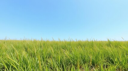 Fototapeta premium Lush green grass field under a clear blue sky on a sunny day, tranquil, meadow