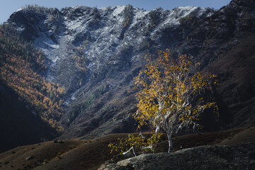 A rocky landscape of the Altai Mountains in autumn, with rugged boulders and golden foliage scattered across the barren, untamed environment.