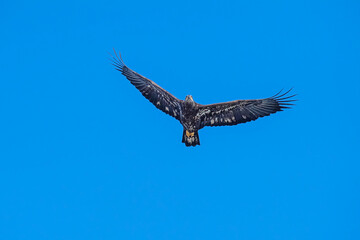 Junenile American Bald Eagle in flight