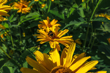 Yellow wildflowers pollinated by bees