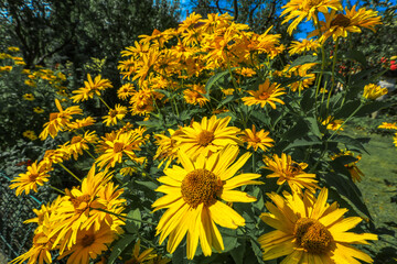 Yellow wildflowers pollinated by bees