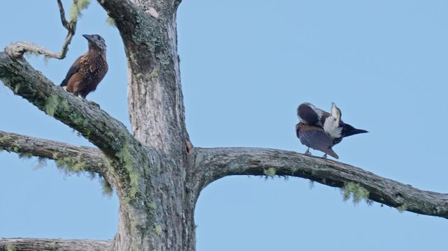 Nutcrackers on a tree eating