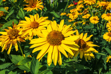 Yellow wildflowers pollinated by bees