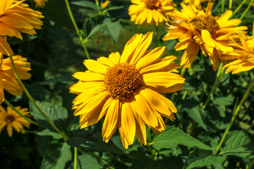 Yellow wildflowers pollinated by bees