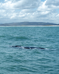Fototapeta premium Whale Breaching the Surface in Gansbaai, South Africa