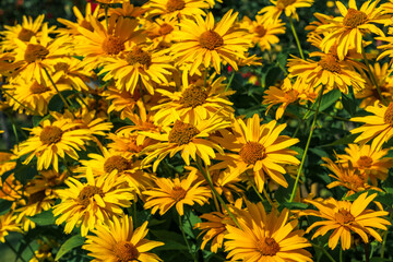 Yellow wildflowers pollinated by bees