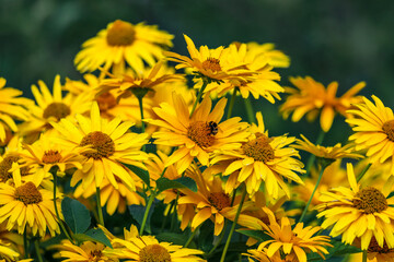 Yellow wildflowers pollinated by bees