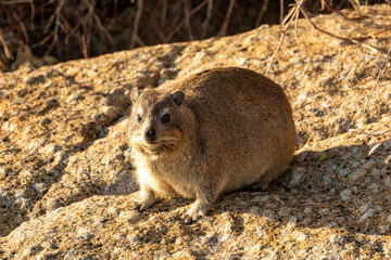 Rock Hyrax (Dassie) in Cape Town, South Africa