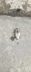 Cyphochilus Insect