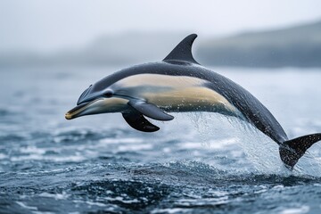Obraz premium Agile Dolphin Leaping Above Ocean Waves