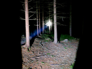 horror wandering through the forest at night. the cone of light searches the trees for animals and...