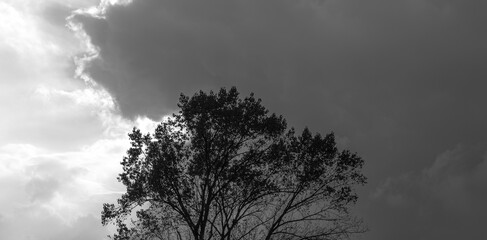 The Silhouette of The Twilight