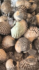 Clams in a restaurant. Seafood.