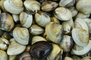 Fresh clams for seafood background