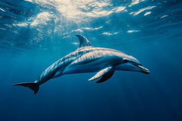 Fototapeta premium Dolphin Swimming in Clear Blue Ocean Water