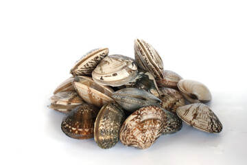 Clams on white background. Seafood.