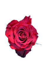 Flowers on the white background