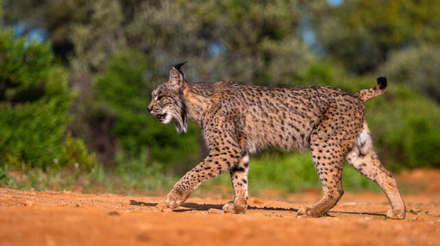 Iberian Lynx, Lynx pardinus, Mediterranean Forest, Castilla La Mancha, Spain, Europe