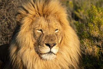 Closeup of a Male Lion's mane sunning itself and laying down.
