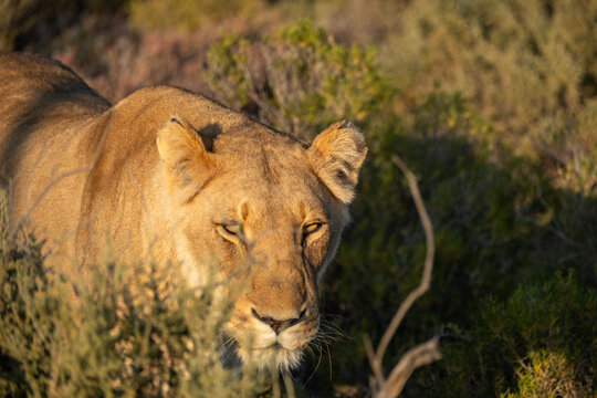 A lioness (female lion) stalking prey across the South African plains and savannahs.