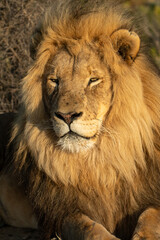  Male Lion sunning and laying down in the plains and savannahs of South Africa.