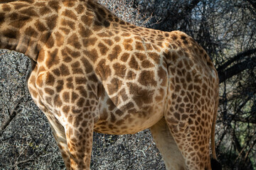 Closeup of Giraffe’s Spotted Fur Pattern
