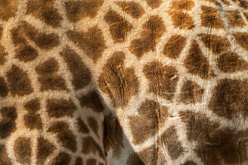 Closeup of Giraffe’s Spotted Fur Pattern