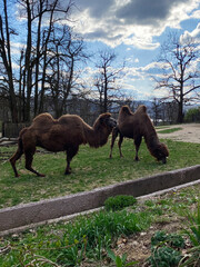 Naklejka premium Two camels grazing in a picturesque outdoor landscape