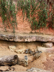 Group of meerkats in their natural habitat with rocky background