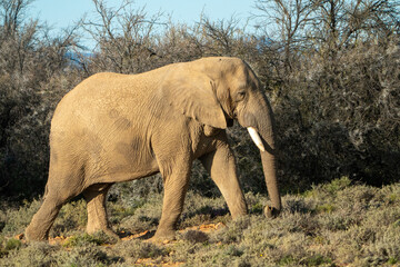 Obraz premium African elephant walking across a savannah in South Africa