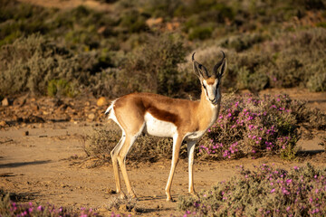 Springbok on a savannah safari in South Africa