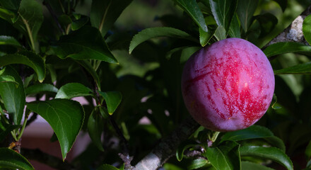 Healthy plum tree with fruit hanging