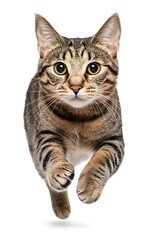 Naklejka premium Cat running towards the camera isolated on white background 