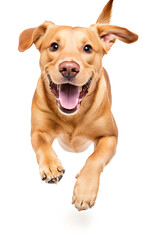 Dog running towards the camera isolated on white background	