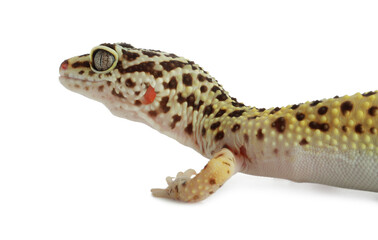 One beautiful gecko isolated on white. Exotic pet