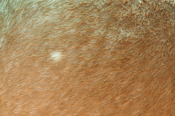 brown horsehair texture for background, wool