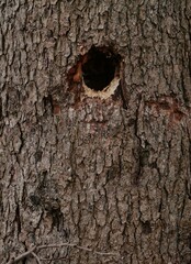 Close-up of a tree trunk with a freshly made cavity, likely by a woodpecker. A natural bird habitat in a forest or meadow area, showing signs of wildlife activity