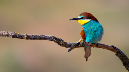 Naklejka premium Bee-eater, Merops apiaster, Mediterranean Forest, Castilla y Leon, Spain, Europe