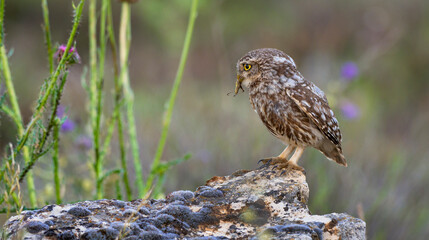 Little Owl, Athene noctua, Mediterranean Forest, Castilla y Leon, Spain, Europe