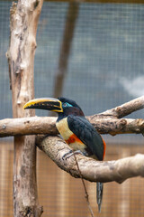 Toucan in zoo