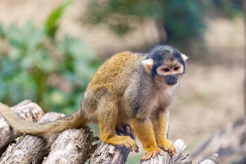 Obraz premium Monkey in zoo