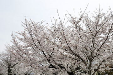 The cherry blossoms in the park are in bloom