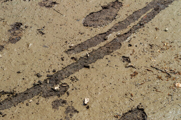 A muddy road with a line of dirt on it. The dirt is in the shape of a line and is on the ground