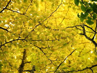 low angle view of gingko biloba tree with golden fall foliage in autumn. Nature seasonal background with yellow leaves of ginkgo