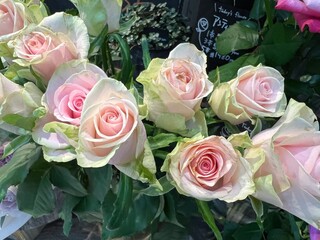 ピンクのバラの花のアップ