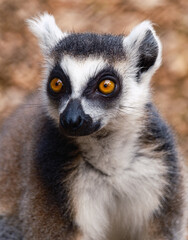 Ring tailed Lemur