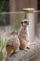 Meerkat in zoo