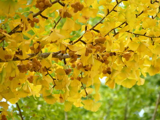 gingko biloba tree branch close up with yellow leaves and seeds in autumn. Fall foliage background